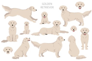 Golden retriever köpekleri farklı pozlarda ve palto renkleri klitoris. Vektör illüstrasyonu