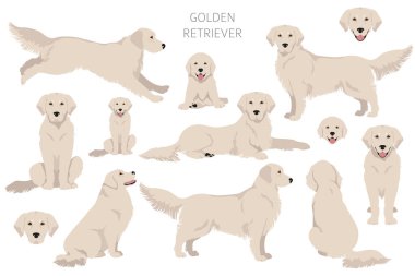 Golden retriever dogs in different poses and coat colors clipart. Vector illustration clipart