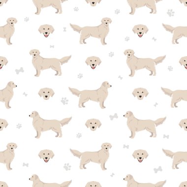 Golden retriever köpekleri farklı pozlarda ve ceket renkleri pürüzsüz. Vektör illüstrasyonu