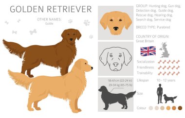 Golden retriever köpekleri farklı pozlarda ve palto renkleri klitoris. Vektör illüstrasyonu
