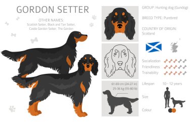 Gordon setter klipsi. Farklı pozlar, farklı renkler. Vektör illüstrasyonu