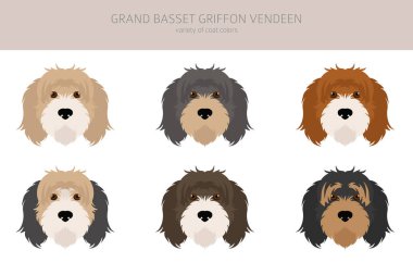 Grand basset griffon vendeen clipart. Farklı pozlar, farklı renkler. Vektör illüstrasyonu