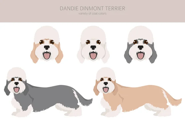 Dandie Dinmont Teriér Clipart Různé Pózy Barvy Srsti Nastaveny Vektorová — Stockový vektor