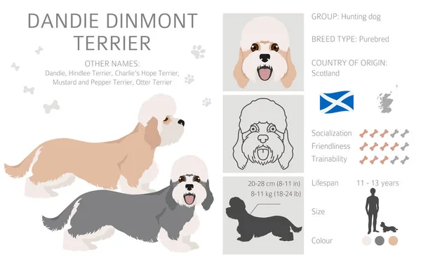 Dandie Dinmont Terrier Clipart Pose Yang Berbeda Warna Mantel Ditetapkan - Stok Vektor