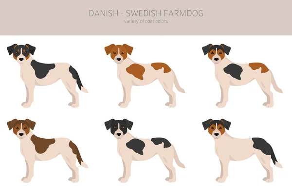 Danimarka Çiftlik Köpeği Tırnağı Farklı Pozlar Farklı Renkler Vektör Illüstrasyonu — Stok Vektör