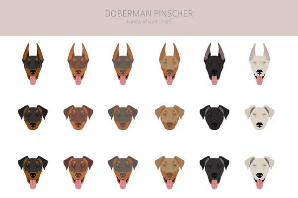 Doberman Pinscher Cani Clipart Posate Diverse Colori Del Cappotto Impostati — Vettoriale Stock