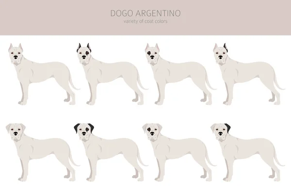 Dogo Argentino Clipart Różne Pozy Zestaw Kolorów Płaszcza Ilustracja Wektora — Wektor stockowy