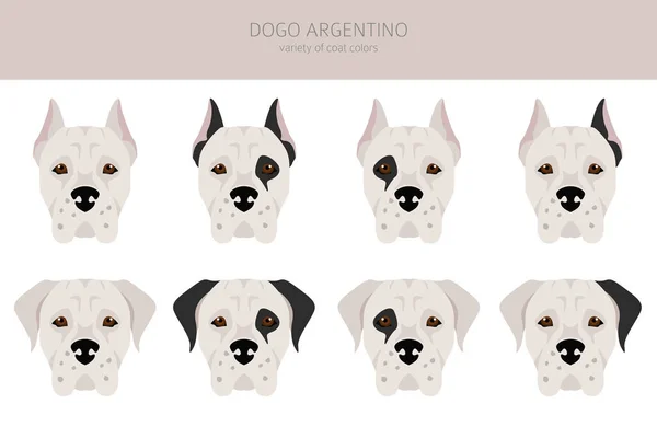 Dogo Argentino Zirvesi Farklı Pozlar Farklı Renkler Vektör Illüstrasyonu — Stok Vektör