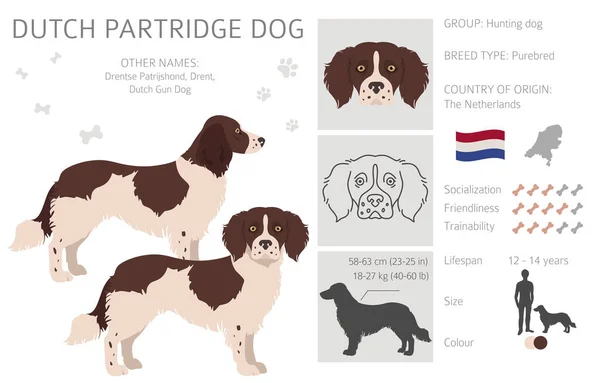 Ολλανδικό Κουρκούτι Σκύλου Διαφορετικές Πόζες Σετ Χρωμάτων Εικονογράφηση Διανύσματος — Διανυσματικό Αρχείο