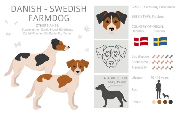 Dänischer Schwedischer Bauernhund Clipart Verschiedene Posen Festgelegte Fellfarben Vektorillustration — Stockvektor