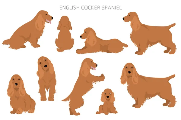 Inglês Cocker Spaniel Clipart Poses Diferentes Conjunto Cores Casaco Ilustração —  Vetores de Stock