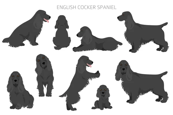 Ngiliz Cocker Spaniel Clipart Farklı Pozlar Farklı Renkler Vektör Illüstrasyonu — Stok Vektör