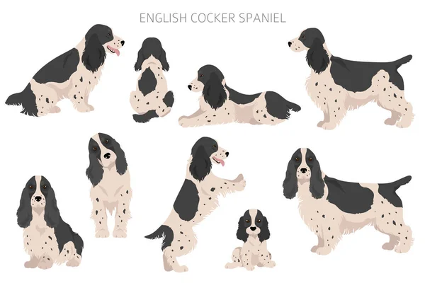 Inglés Cocker Spaniel Clipart Distintas Poses Colores Del Abrigo Establecidos — Archivo Imágenes Vectoriales