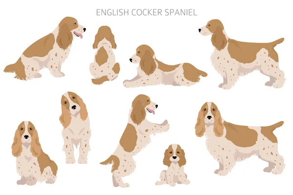 Inglese Cocker Spaniel Clipart Posate Diverse Colori Del Cappotto Impostati — Vettoriale Stock
