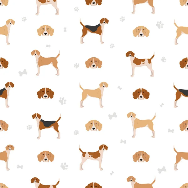 Anglais Foxhound Motif Sans Couture Différentes Poses Couleurs Manteau Réglées — Image vectorielle