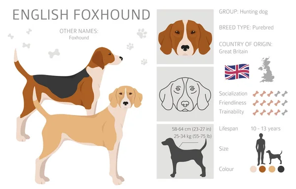 Anglický Foxhound Clipart Různé Pózy Barvy Srsti Nastaveny Vektorová Ilustrace — Stockový vektor