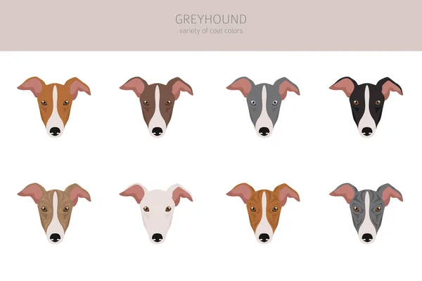 Greyhound Inggris Clipart Pose Yang Berbeda Warna Mantel Ditetapkan Ilustrasi - Stok Vektor