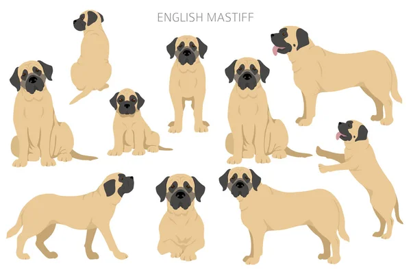 Angielski Klif Mastiffów Różne Pozy Zestaw Kolorów Płaszcza Ilustracja Wektora — Wektor stockowy