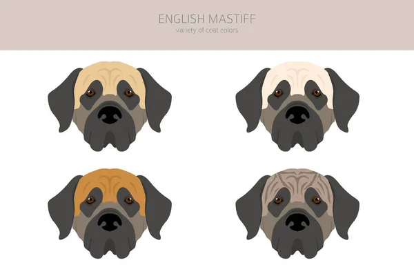 Engelse Mastiff Clipart Verschillende Houdingen Jas Kleuren Set Vectorillustratie — Stockvector