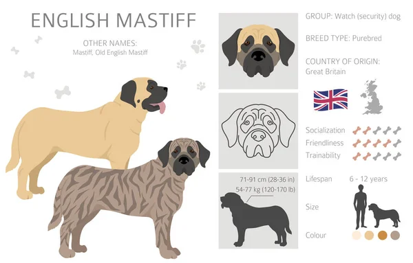 Angielski Klif Mastiffów Różne Pozy Zestaw Kolorów Płaszcza Ilustracja Wektora — Wektor stockowy