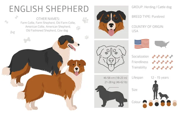 English Shepherd Clipart Different Poses Coat Colors Set Vector Illustration — Stock Vector