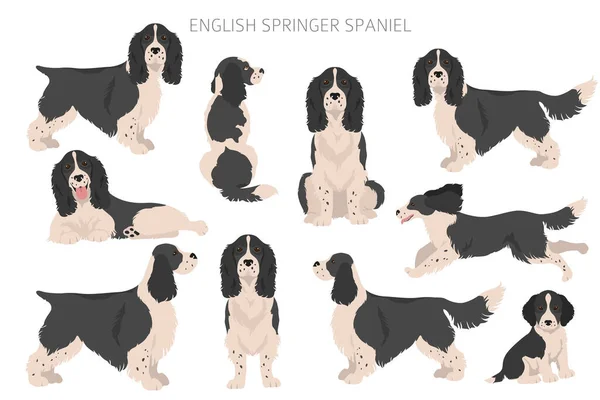 Engelska Springer Spaniel Clipart Olika Poser Olika Pälsfärger Vektorillustration — Stock vektor