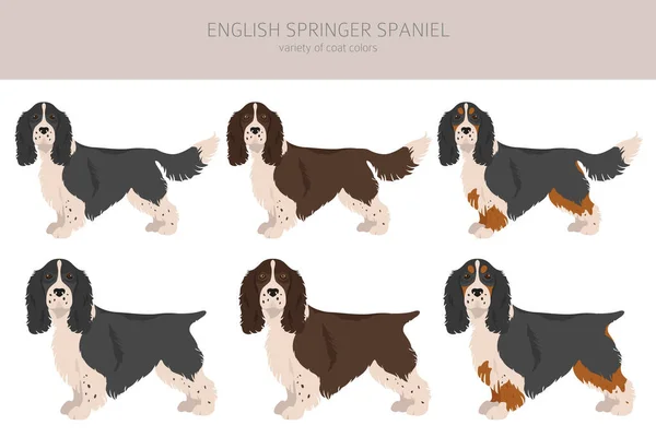 Inglese Springer Springer Springer Clipart Posate Diverse Colori Del Cappotto — Vettoriale Stock