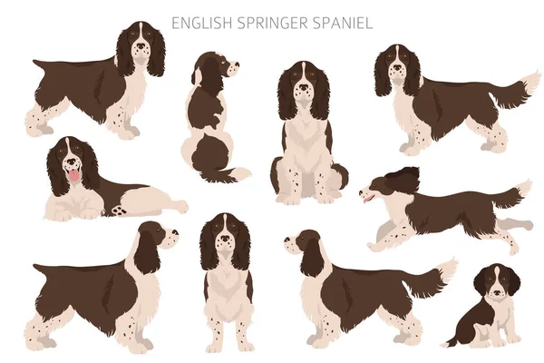 Inglês Springer Spaniel Clipart Poses Diferentes Conjunto Cores Casaco Ilustração —  Vetores de Stock