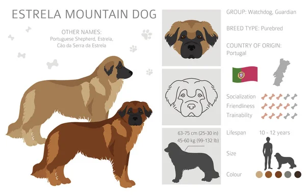 Clipart Cão Montanha Estrela Poses Diferentes Conjunto Cores Casaco Ilustração — Vetor de Stock