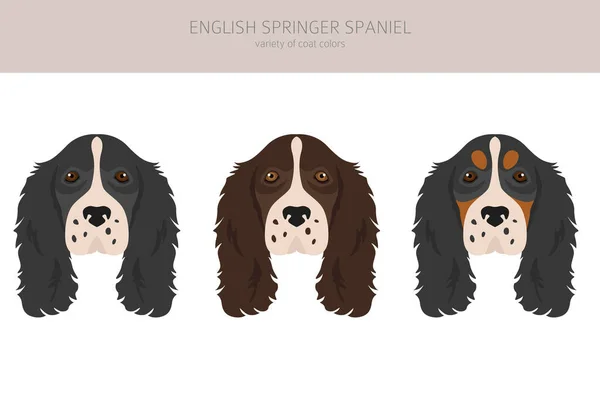 Inglês Springer Spaniel Clipart Poses Diferentes Conjunto Cores Casaco Ilustração —  Vetores de Stock