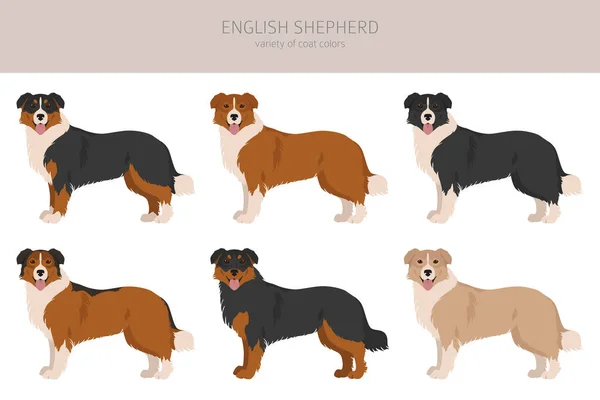 Englischer Schäferhund Verschiedene Posen Festgelegte Fellfarben Vektorillustration — Stockvektor