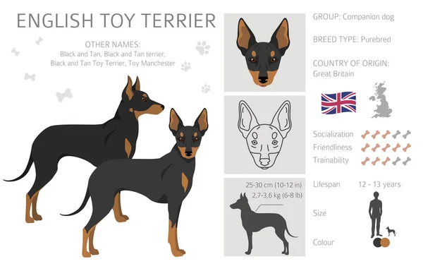 Engelsk Leksak Terrier Clipart Olika Poser Olika Pälsfärger Vektorillustration — Stock vektor
