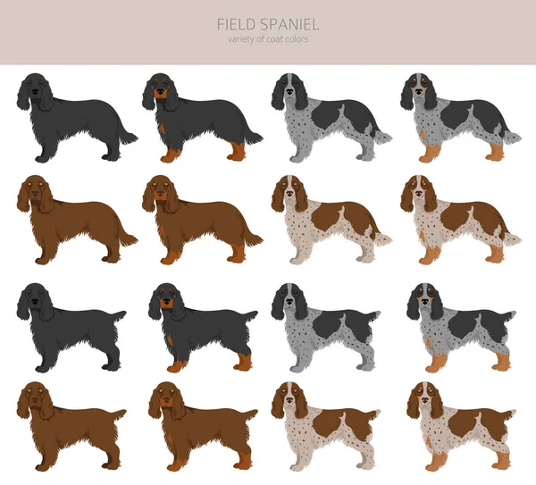 Clipart Spaniel Campo Poses Diferentes Conjunto Cores Casaco Ilustração Vetorial —  Vetores de Stock