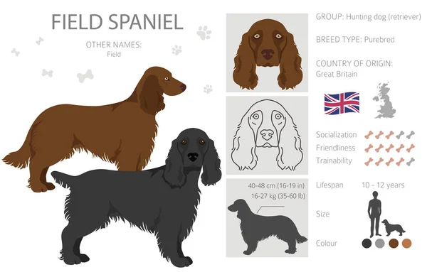 Pole Spaniel Clipart Różne Pozy Zestaw Kolorów Płaszcza Ilustracja Wektora — Wektor stockowy