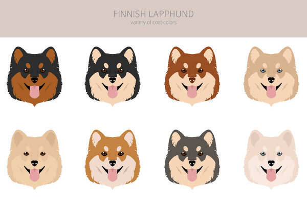 Fiinnish lapphund clipart. Different poses, coat colors set.  Vector illustration