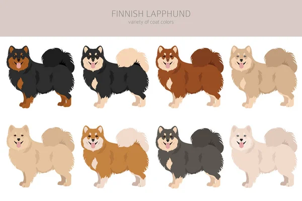 Fiński Lapphund Clipart Różne Pozy Zestaw Kolorów Płaszcza Ilustracja Wektora — Wektor stockowy