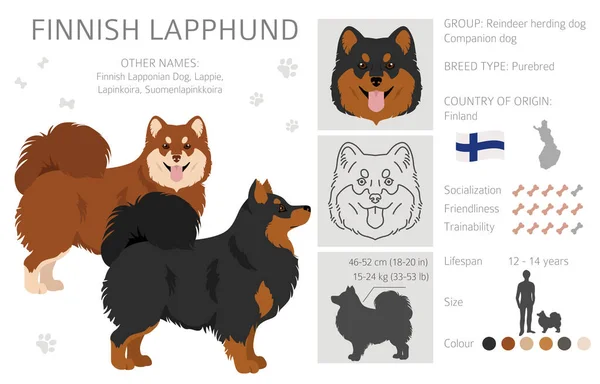 Potongan Lapphund Fiinnish Pose Yang Berbeda Warna Mantel Ditetapkan Ilustrasi - Stok Vektor