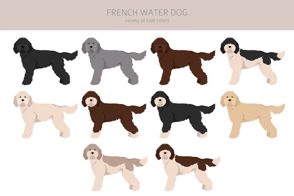 Franse Waterhond Clipart Verschillende Houdingen Jas Kleuren Set Vectorillustratie — Stockvector