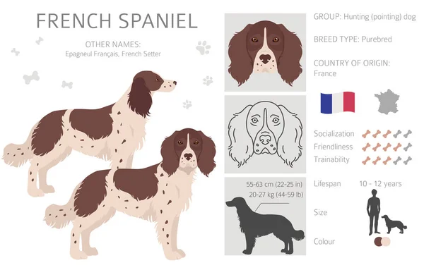 Francuski Spaniel Clipart Różne Pozy Zestaw Kolorów Płaszcza Ilustracja Wektora — Wektor stockowy