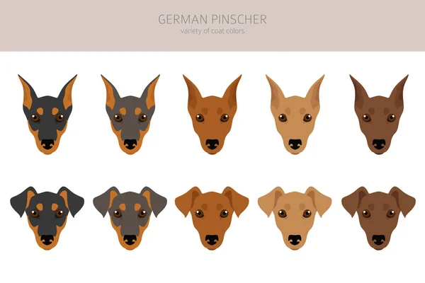 Deutsche Pinscher Clique Verschiedene Posen Festgelegte Fellfarben Vektorillustration — Stockvektor
