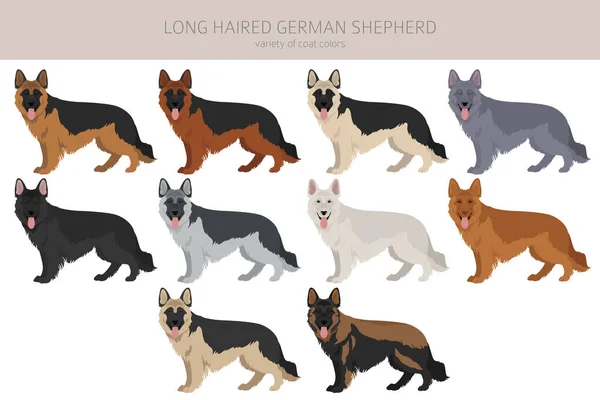 Langharige Duitse Herder Hond Verschillende Jas Kleuren Clipart Vectorillustratie — Stockvector