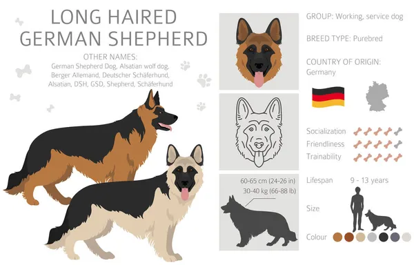 Μακρυμάλλης Γερμανικός Ποιμενικός Σκύλος Διάφορα Χρώματα Παλτό Εικονογράφηση Διανύσματος — Διανυσματικό Αρχείο