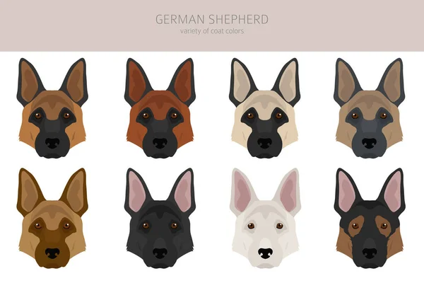 Duitse Herder Hond Verschillende Poses Vacht Kleuren Clipart Vectorillustratie — Stockvector