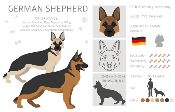 Farklı Pozlarda Alman Çoban Köpeği Palto Renkleri Kesişiyor Vektör Illüstrasyonu — Stok Vektör