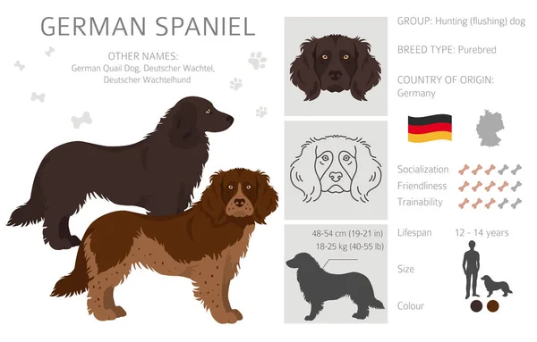 德国的小猎犬不同的姿势 不同的外套颜色 矢量说明 — 图库矢量图片