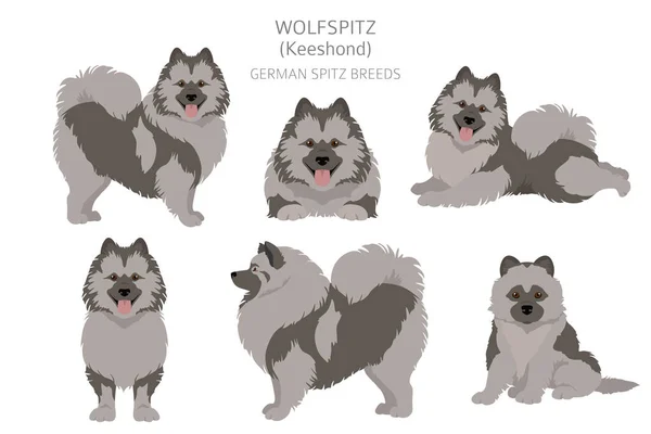 Duitse Spitz Wolfspitz Clipart Verschillende Houdingen Jas Kleuren Set Vectorillustratie — Stockvector