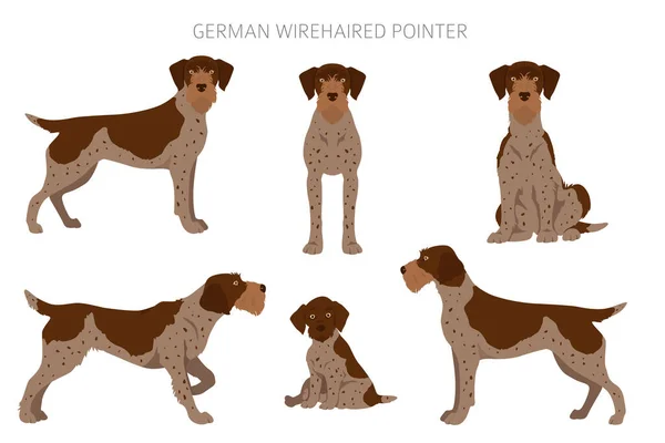 Duits Draadharig Pointer Clipart Verschillende Houdingen Jas Kleuren Set Vectorillustratie — Stockvector