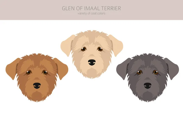 Glen Imaal Terrier Clipart Distintas Poses Colores Del Abrigo Establecidos — Vector de stock