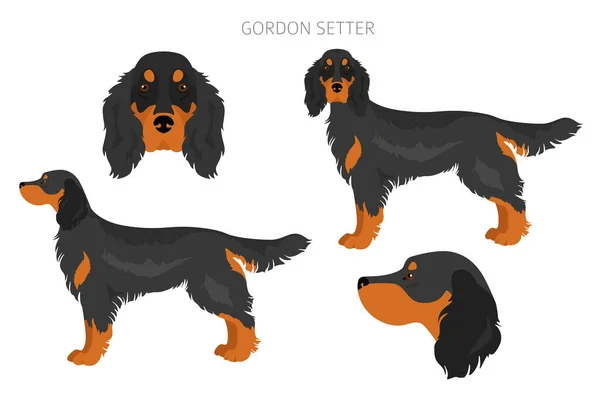 Gordon Setter Clipart Různé Pózy Barvy Srsti Nastaveny Vektorová Ilustrace — Stockový vektor