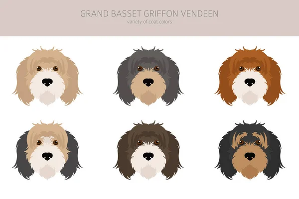 Grand Basset Griffon Vendeen Clipart Verschillende Houdingen Jas Kleuren Set — Stockvector